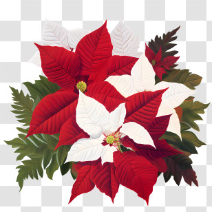 Poinsettia Flower - Festive Red And White Poinsettia Arrangement Transparent PNG