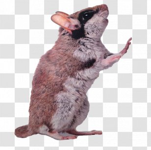 Drawing Artist Hyperrealism Photorealism Illustration - Mouse - Standing Transparent PNG