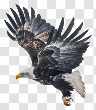 American Eagle Day - Soaring Bald Eagle With Outstretched Wings Transparent PNG