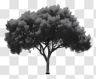 Tree Silhouette - Black Tree Silhouette With Detailed Foliage Transparent PNG
