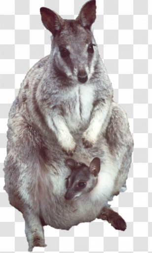 Macropodidae いらすとや Snout Png Images Transparent Macropodidae いらすとや Snout Images