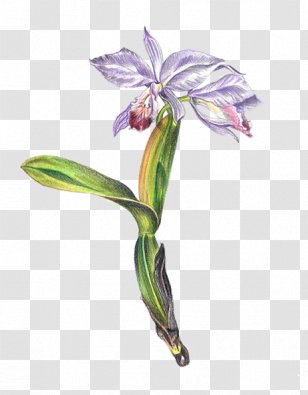 Jersey Lily Cut Flowers Cattleya Orchids Plant Stem Belladonna - Flora - Botanical Illustrations Transparent PNG