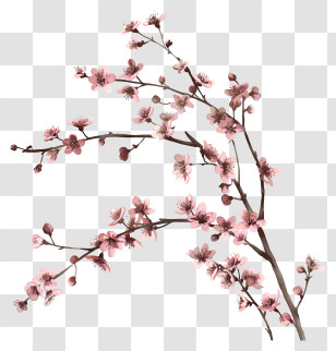 Pink Flowers - Delicate Cherry Blossom Branches In Bloom Transparent PNG