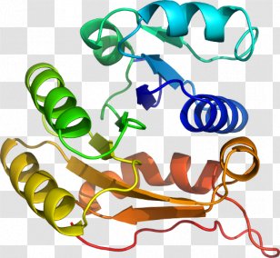 Organism Clip Art - Artwork - Design Transparent PNG