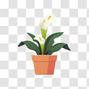 Calla Lily Flower - Potted Plant With Flowers Transparent PNG