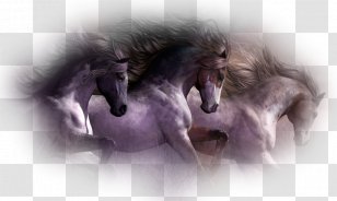 Mustang Brumby Pony American Paint Horse Wild - Poster Transparent PNG