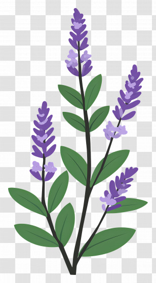 Lavender Flower - Lavender Plant With Purple Flowers Illustration Transparent PNG