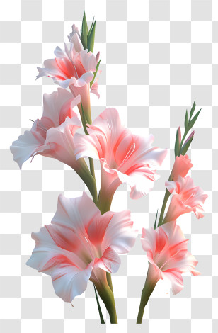 Gladiolus - Beautiful Pink Gladiolus Flowers Transparent PNG