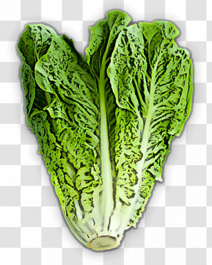 Leaf Vegetable Cabbage Vegetable Chard Romaine Lettuce Transparent PNG