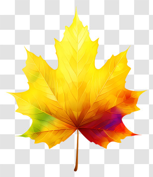 Maple Leaf - Colorful Maple Leaf In Autumn Transparent PNG