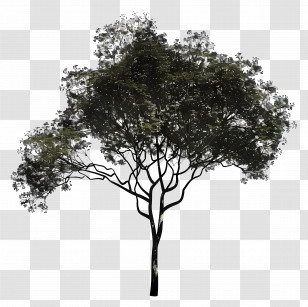 Tree Shadow - Silhouette Of Tree Illustration Transparent PNG
