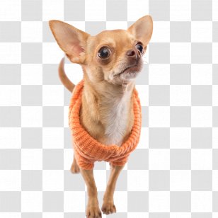 Chihuahua Puppy Dog Breed Companion Toy Transparent PNG