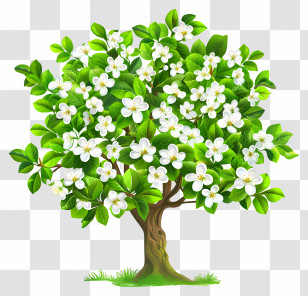 Flower Tree - Flowering Tree With White Blooms In Nature Transparent PNG