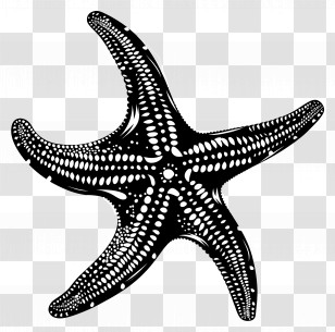 Starfish Silhouette - Black Starfish Illustration Transparent PNG