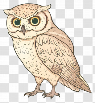 Cartoon Owl - Owl Illustration With Detailed Feathers Transparent PNG