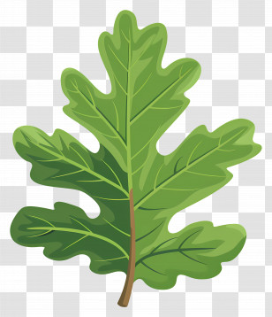 Oak Leaf - Illustration Of A Green Oak Leaf Transparent PNG