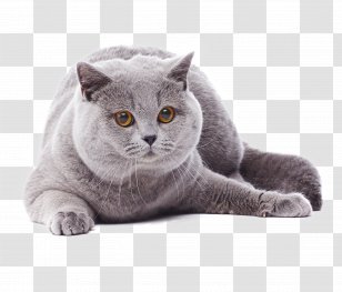 British Shorthair European Chartreux Russian Blue Korat - Cat Like Mammal Transparent PNG