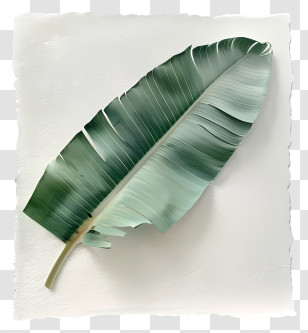 Banana Leaf - Green Leaf On White Background Transparent PNG