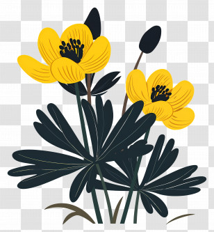 Winter Aconite - Yellow Flowers Botanical Illustration Transparent PNG