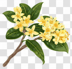 Osmanthus Flower - Branch Of Yellow Blossoms Illustration Transparent PNG