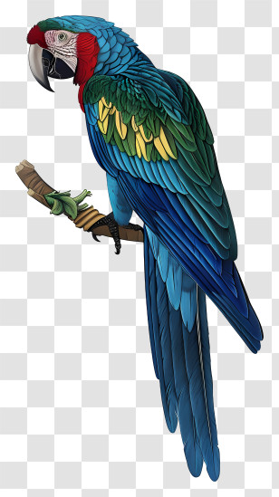 Macaw - Blue-and-Green Parrot Perched On A Branch Transparent PNG