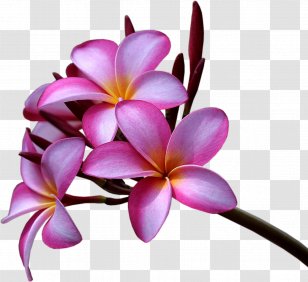 Plumeria Rubra Alba Flower Desktop Wallpaper - Frangipani Transparent PNG