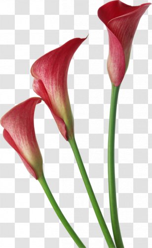 Arum-lily Flower Clip Art - Calas - Red Transparent Calla Lilies Flowers Clipart Transparent PNG