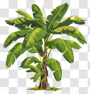 Banana Tree - Tropical Banana Tree Illustration Transparent PNG