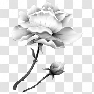 Garden Roses Flower Vegetable Clip Art - Flowering Plant Transparent PNG