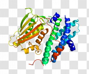 Pyruvate Dehydrogenase Kinase Lipoamide Isozyme 1 Phosphoinositide-dependent Kinase-1 - Protein A Transparent PNG