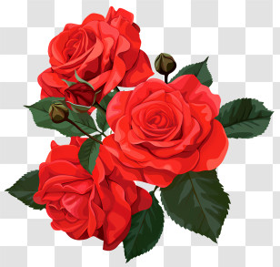 Roses - Red Roses Illustration For Romantic Occasions Transparent PNG