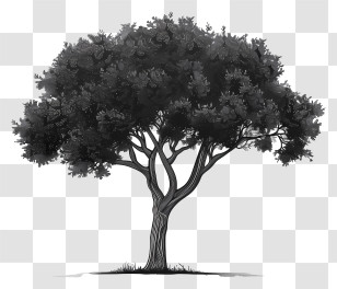 Tree Silhouette - Black Silhouette Tree Artwork Transparent PNG