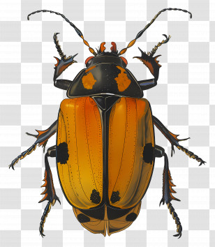 Beetle - Detailed Orange Beetle Illustration Transparent PNG