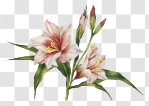 Cartoon - Delicate Pink Flowers On Stem Transparent PNG