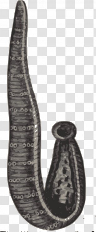 Medicinal Leech Medicine Blood Clip Art - Anticoagulant Transparent PNG