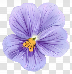 Violet Flower - Purple And Yellow Pansy Flower Illustration Transparent PNG