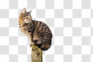 Somali Cat European Shorthair Pet Sitting Dog Kitten - Asian - Cats Transparent PNG
