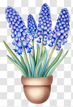 Vector Draw Design - Potted Grape Hyacinth Flower Illustration Transparent PNG