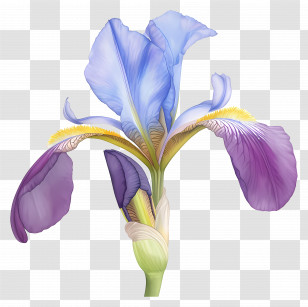 Algerian Iris - Purple Iris Flower Close-Up Transparent PNG