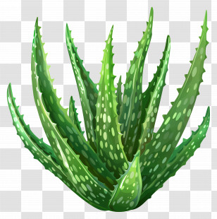 Aloe Vera - Green Aloe Vera Plant Illustration Transparent PNG