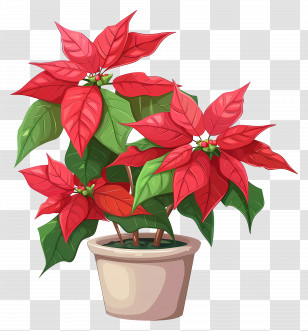 Red Poinsettia - Red Poinsettia Plant For Christmas Decoration Transparent PNG