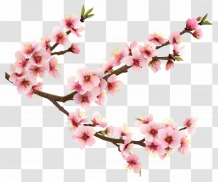 Cherry Blossom - Pink Cherry Blossom Branch Transparent PNG