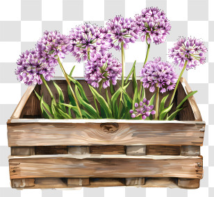 Allium Giganteum Flowers - Wooden Box Filled With Purple Flowers Transparent PNG
