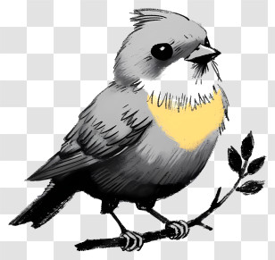 Sketch Style Bird - Yellow-Throated Bird On Branch Transparent PNG