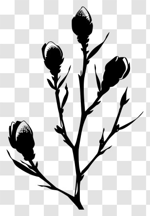 Flower Silhouette - Silhouette Of Plant With Buds Transparent PNG