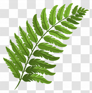 Fern Leaf - Green Fern Leaf Illustration Transparent PNG