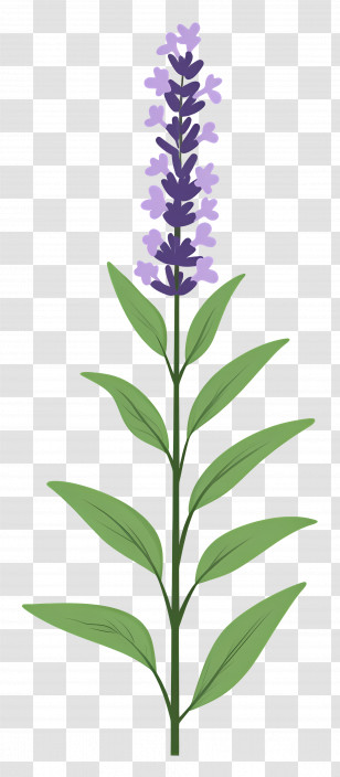 Lavender Flower - Lavender Plant Illustration With Purple Flowers Transparent PNG