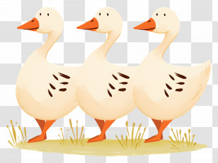Cute White Geese - Three Cute Ducks In A Row Transparent PNG