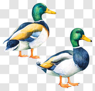 Watercolor Mallard Ducks - Colorful Ducks In Nature Transparent PNG