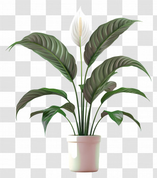 Potted Peace Lily - Peace Lily Houseplant In A Pot Transparent PNG